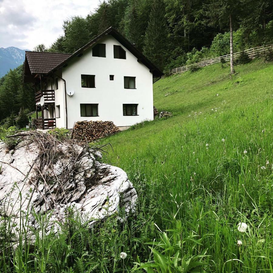Cabana Caprioara - Piatra Craiului Dîmbovicioara Exterior foto